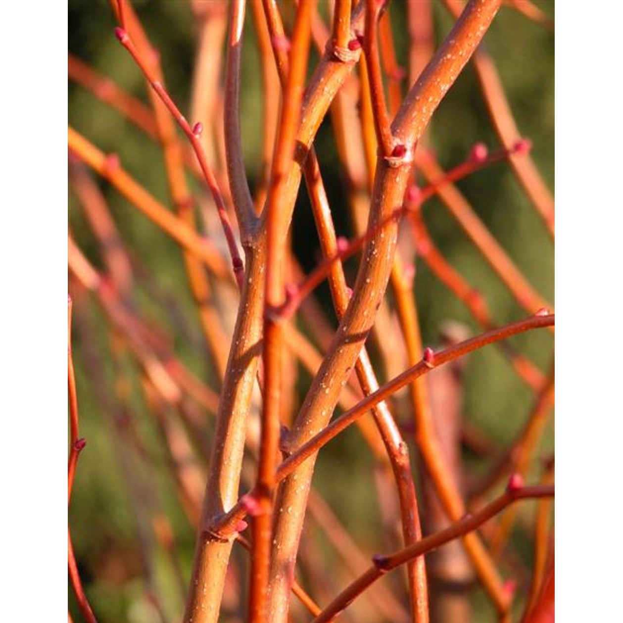 Skogslind – Tilia cordata 'Winter Orange' - 12/14 in Cont HO/ST